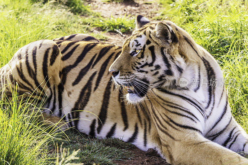 孟加拉虎(Panthera tigris tigris)